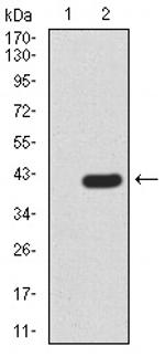 PRDM5 Antibody in Western Blot (WB)