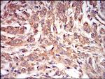 AMPK gamma-1 Antibody in Immunohistochemistry (Paraffin) (IHC (P))