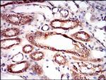 AMPK gamma-1 Antibody in Immunohistochemistry (Paraffin) (IHC (P))