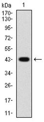 AMPK gamma-1 Antibody in Western Blot (WB)