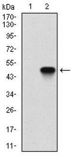 AMPK gamma-1 Antibody in Western Blot (WB)