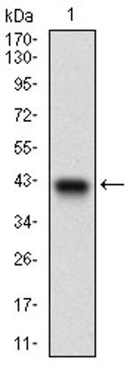 PTP4A2 Antibody in Western Blot (WB)