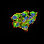 RAB11FIP1 Antibody in Immunocytochemistry (ICC/IF)