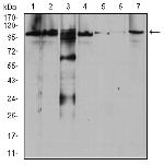 RAB11FIP1 Antibody in Western Blot (WB)