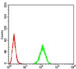 RAB13 Antibody in Flow Cytometry (Flow)