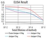 RAB13 Antibody in ELISA (ELISA)