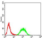 RAB13 Antibody in Flow Cytometry (Flow)