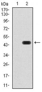 RAB13 Antibody in Western Blot (WB)