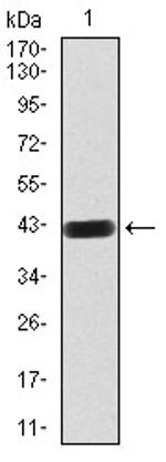 RAB8A Antibody in Western Blot (WB)