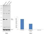 RAB8A Antibody in Western Blot (WB)