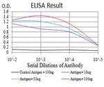 RAD52 Antibody in ELISA (ELISA)