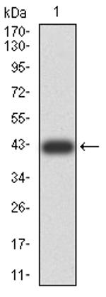 RAD52 Antibody in Western Blot (WB)