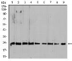 RALA Antibody in Western Blot (WB)