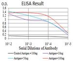 SIRT4 Antibody in ELISA (ELISA)