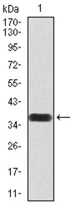 SIRT7 Antibody in Western Blot (WB)