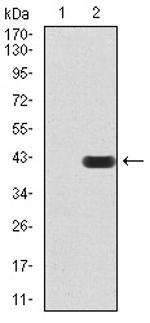 SIRT7 Antibody in Western Blot (WB)