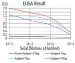 SIRT7 Antibody in ELISA (ELISA)