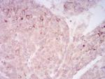 SIRT7 Antibody in Immunohistochemistry (Paraffin) (IHC (P))