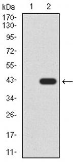 SIRT7 Antibody in Western Blot (WB)