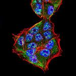 SPHK2 Antibody in Immunocytochemistry (ICC/IF)