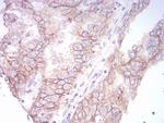 SPHK2 Antibody in Immunohistochemistry (Paraffin) (IHC (P))