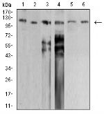 SMARCA1 Antibody in Western Blot (WB)