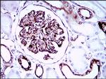 SCP3 Antibody in Immunohistochemistry (Paraffin) (IHC (P))