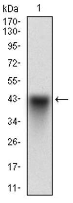 SCP3 Antibody in Western Blot (WB)