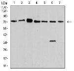 Synapsin 1 Antibody in Western Blot (WB)