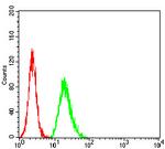 TCF4 Antibody in Flow Cytometry (Flow)