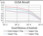 TRF2 Antibody in ELISA (ELISA)