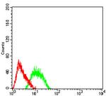 AP2 beta Antibody in Flow Cytometry (Flow)