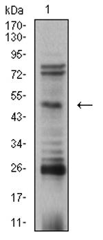 AP2 beta Antibody in Western Blot (WB)