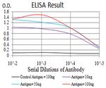 TRIM25 Antibody in ELISA (ELISA)