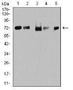 TRIM25 Antibody in Western Blot (WB)