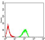 TTF1 Antibody in Flow Cytometry (Flow)