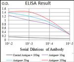 TUBE1 Antibody in ELISA (ELISA)