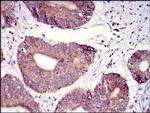 TUBE1 Antibody in Immunohistochemistry (Paraffin) (IHC (P))