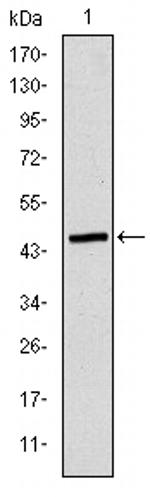 TUBE1 Antibody in Western Blot (WB)