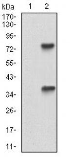 TUBE1 Antibody in Western Blot (WB)