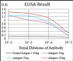 TUBE1 Antibody in ELISA (ELISA)