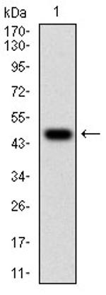 TUBE1 Antibody in Western Blot (WB)