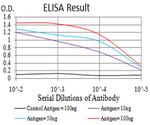 UCP2 Antibody in ELISA (ELISA)