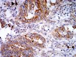 SELS Antibody in Immunohistochemistry (Paraffin) (IHC (P))