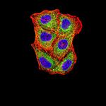 SELS Antibody in Immunocytochemistry (ICC/IF)