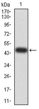 SELS Antibody in Western Blot (WB)