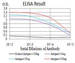 WNT3A Antibody in ELISA (ELISA)