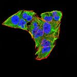 WNT3A Antibody in Immunocytochemistry (ICC/IF)