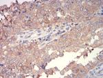 WNT3A Antibody in Immunohistochemistry (Paraffin) (IHC (P))