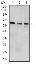 WNT3A Antibody in Western Blot (WB)